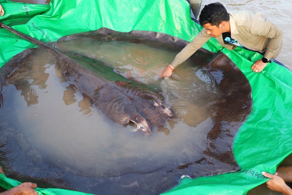 湄公河流域發現世界最大淡水魚。 （美聯社）