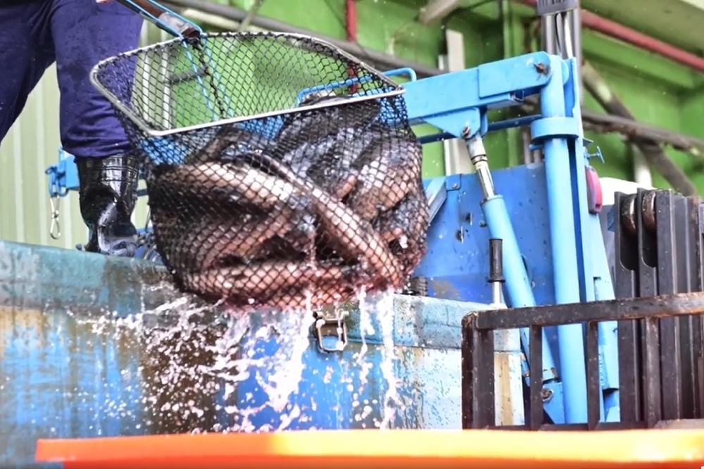 屏東石斑魚外銷日本喊卡！　潘孟安證實：過程有些紛擾