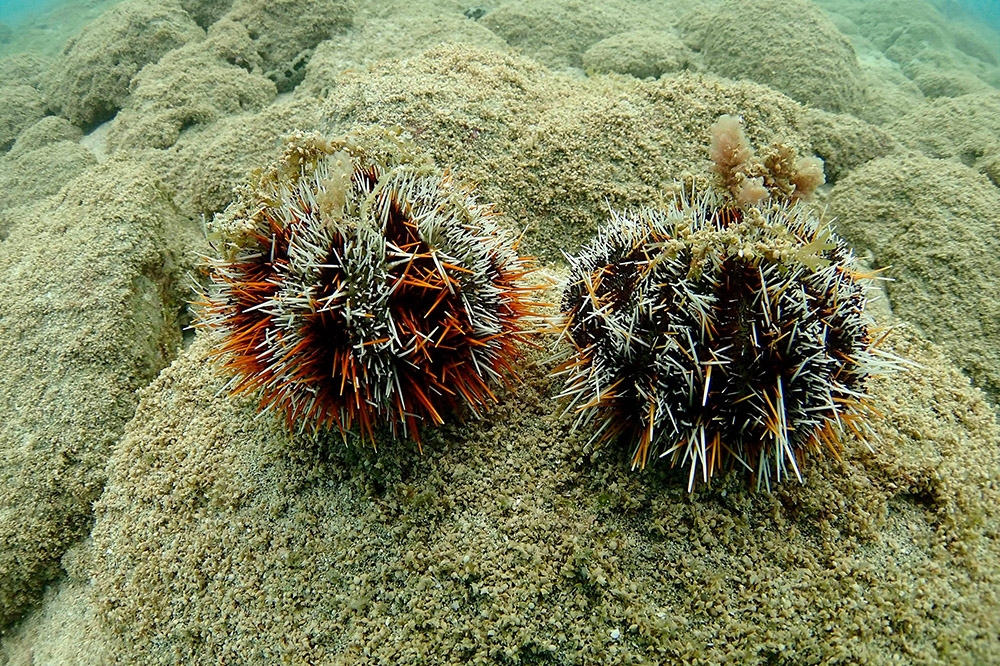 澎湖附近海域的馬糞海膽幾乎滅絕，只剩下0.025%。（海洋公民基金會提供）