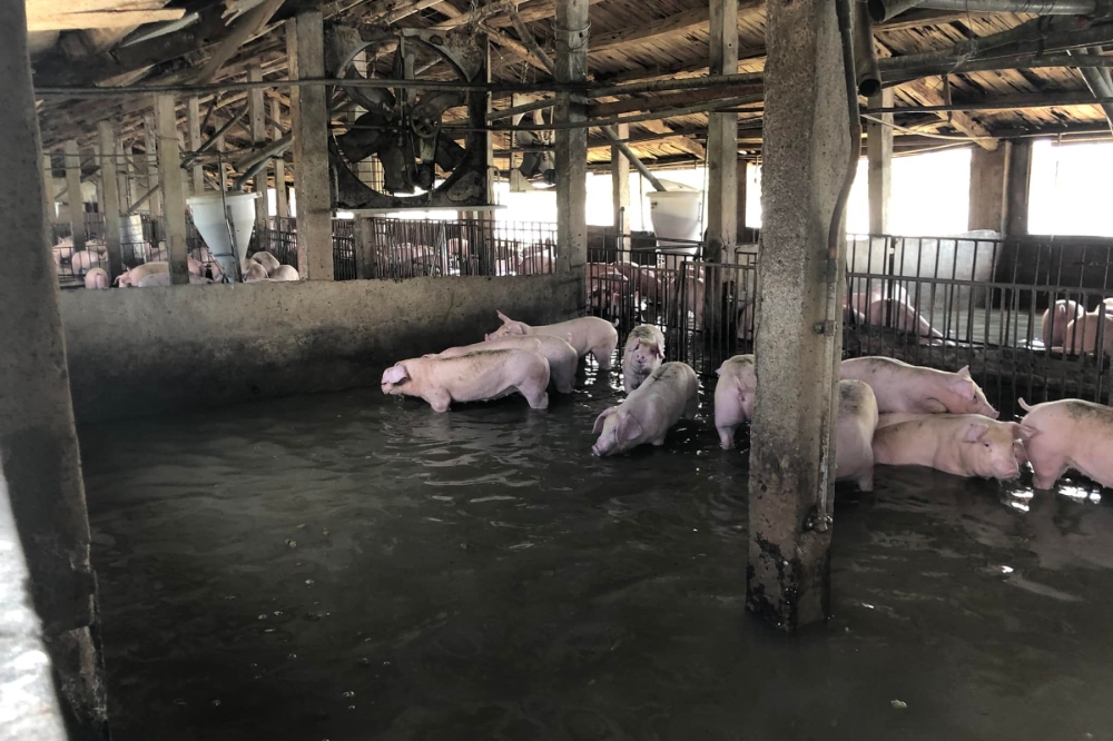 雲林台西新興海埔新生地養殖區大排30日潰堤，海水湧入，一處豬舍近500頭豬全泡在海水中。（取自陳文求臉書）