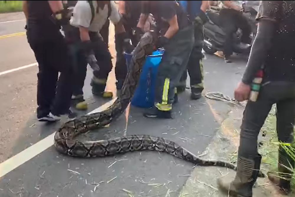 網路近來瘋傳台灣有吞人的大蟒蛇出沒。（擷取自臉書社團）