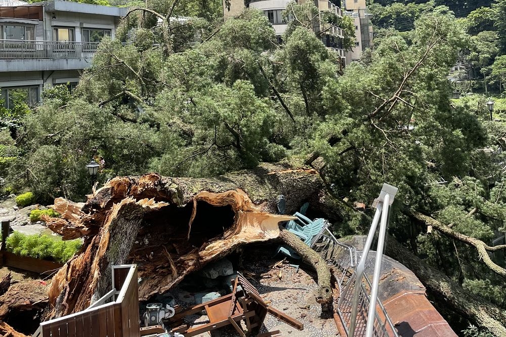 谷關知名的千年五葉松神木今天突然倒塌，巨大聲響嚇壞附近業者和居民。（民眾提供）