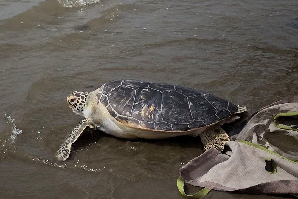 名為「紅龜粿」的綠蠵龜去年擱淺，經照料後15日順利野放。（苗栗縣農業處提供）