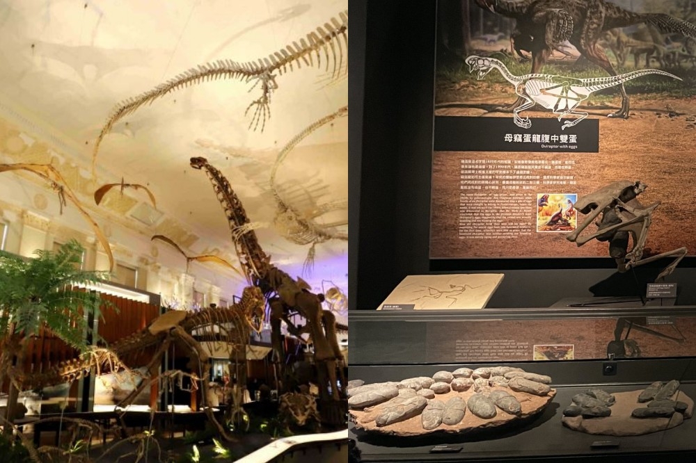 搭上哥吉拉事件，台博館與奇美博物館分別推出「古生物大展」與「恐龍展」。（取自文化部官網、奇美博物館粉絲專頁）