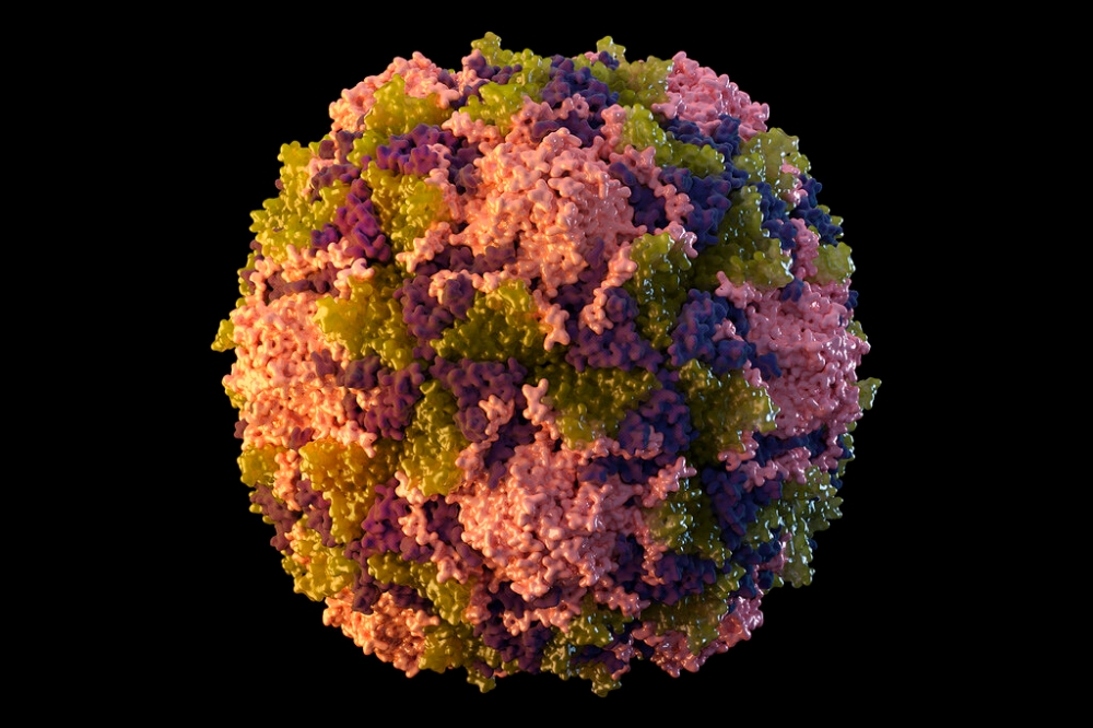 美國CDC描繪的小兒麻痺症病毒顆粒。 （美聯社）