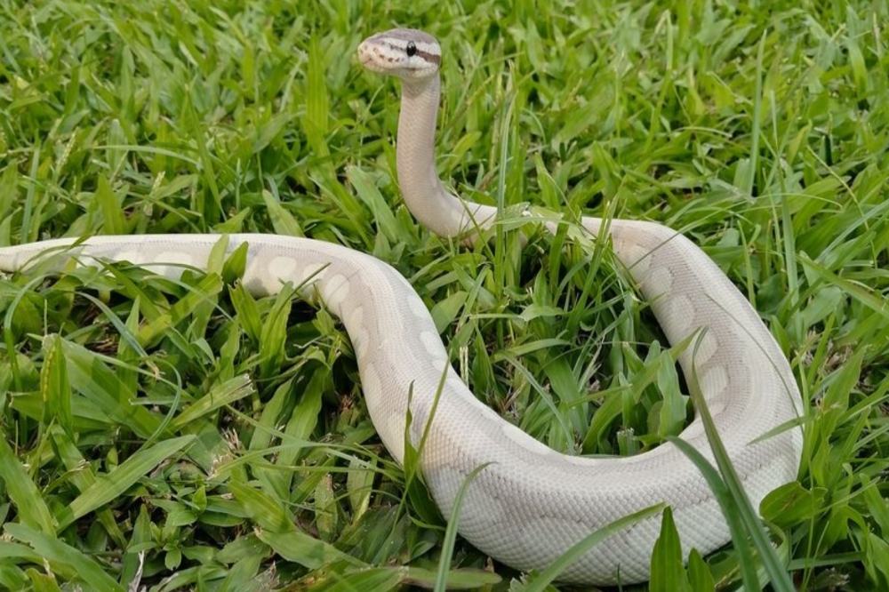 網友在臉書抱怨自己飼養的蛇無毒，在公園遛蛇卻被檢舉，引發網友討論。（取自爆廢公社臉書）