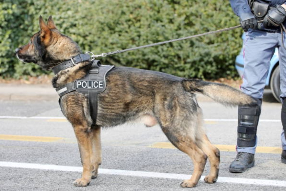 張男侮辱警員是警犬，遭台北地院判處拘役50天得易科罰金。示意圖。（取自pixabay）