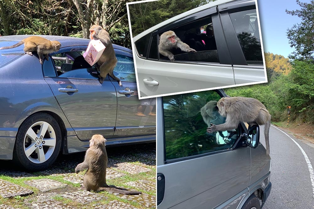 玉山國家公園塔塔加經常可見，台灣獼猴不時竄人車內翻找食物，或直接跳到車上包圍騷擾。（合成畫面／玉管處提供）