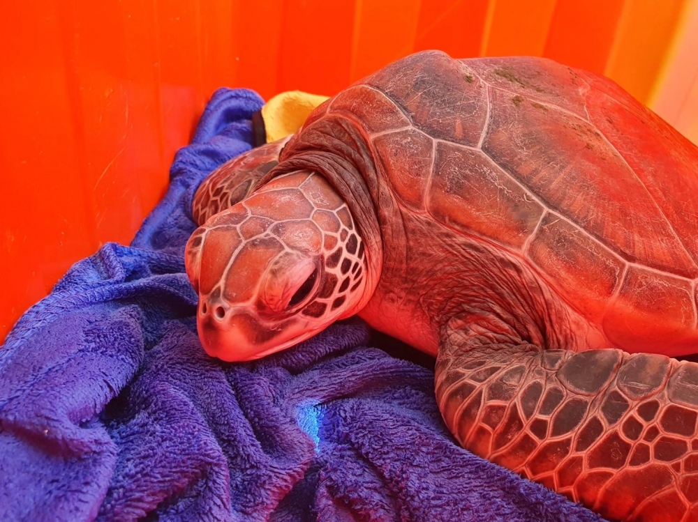 一隻保育綠蠵龜疑似迷路游到嘉義東石港，被海巡隊員發現救起後，載回大海放生。（合成畫面／海巡署提供）
