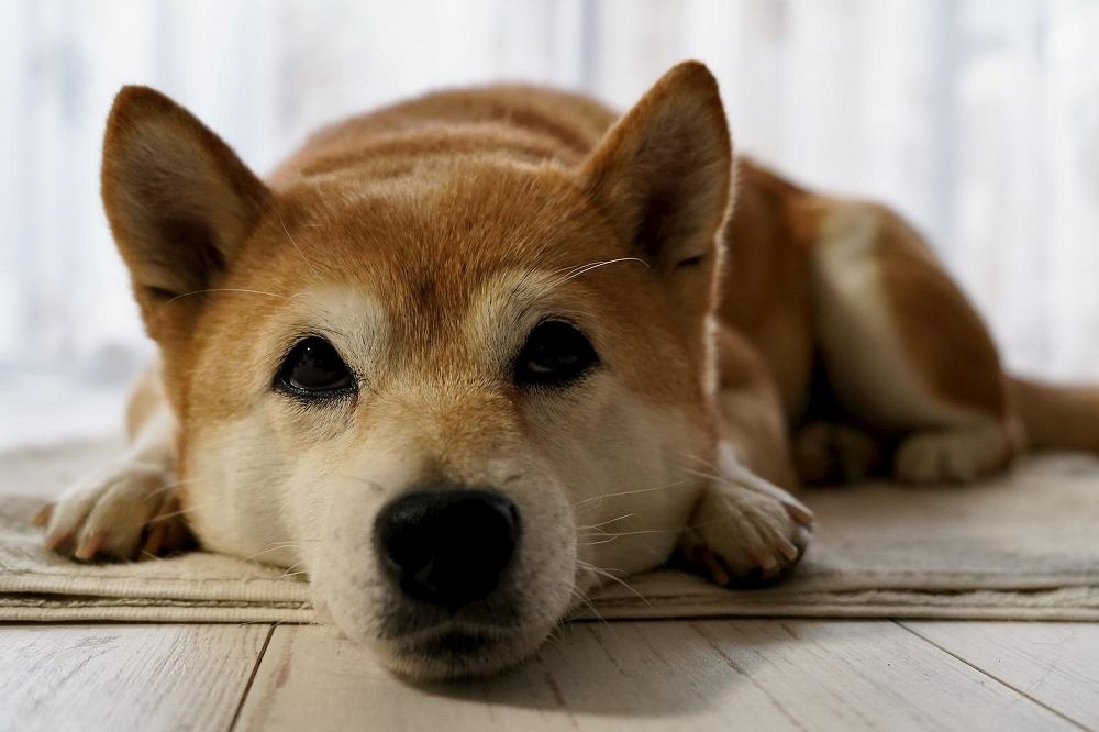 新竹一名飼主因鍊繩太長讓柴犬咬傷路人，遭判拘役30天。示意圖，非當事柴犬。（擷取自pixabay）