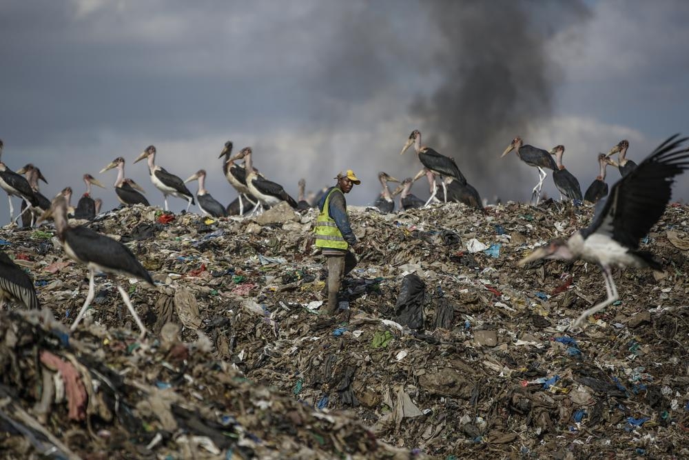 肯亞首都最大的垃圾掩埋場可看見鸛在覓食。非洲因氣候變遷變得更熱更乾，讓候鳥遷移旅行更艱難。（美聯社）
