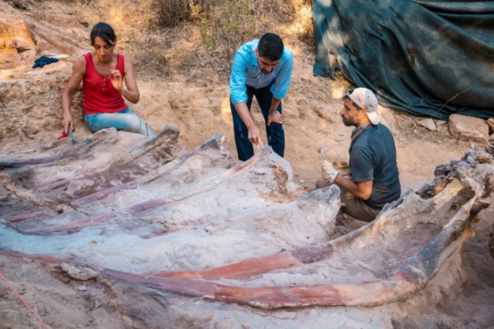 葡萄牙男子後院挖出身長25公尺的巨型恐龍化石（取自里斯本大學理學院）