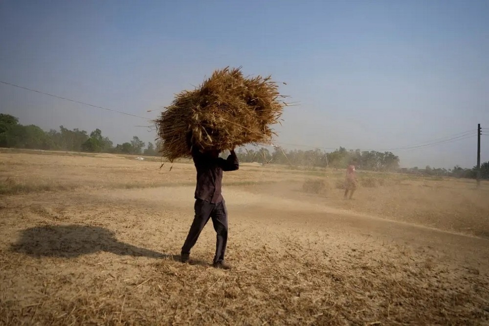 高温影响作物，户外工作人员也面临高风险。图为印度小麦农人。（美联社）(photo:UpMedia)