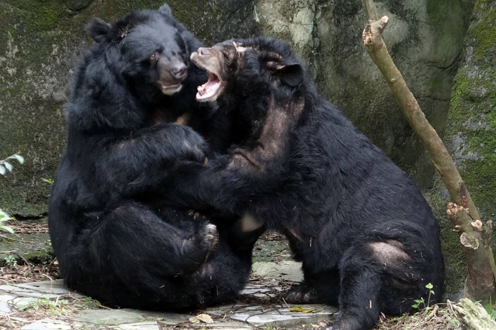台北市立動物園有2隻黑熊，一隻溫和，另一隻頑皮還很記仇。（取自台北市立動物園臉書）