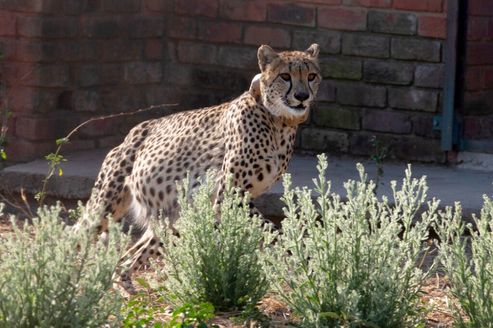印度自非洲再引入獵豹展開復育計畫（美聯社）
