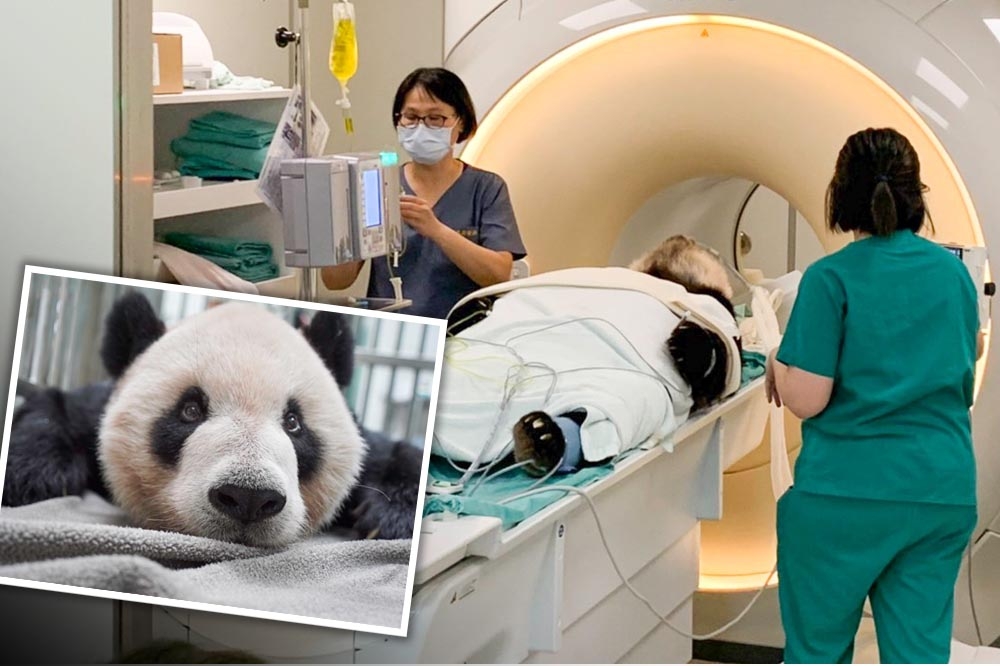 台北市立動物園的動物明星大貓熊團團被診斷出右腦液化壞死，動物園將釐清病因。（台北市立動物園提供）