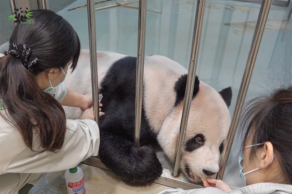 團團病情惡化，中國貓熊專家將來台「情感探視」。（取自台北市立動物園臉書）
