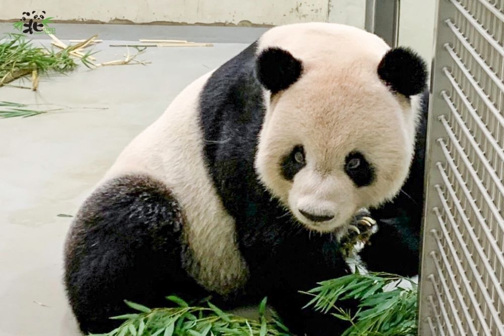 中國保護大熊貓研究中心2名專家已抵台，前往動物園大貓熊館探視團團。（台北市立動物園提供）