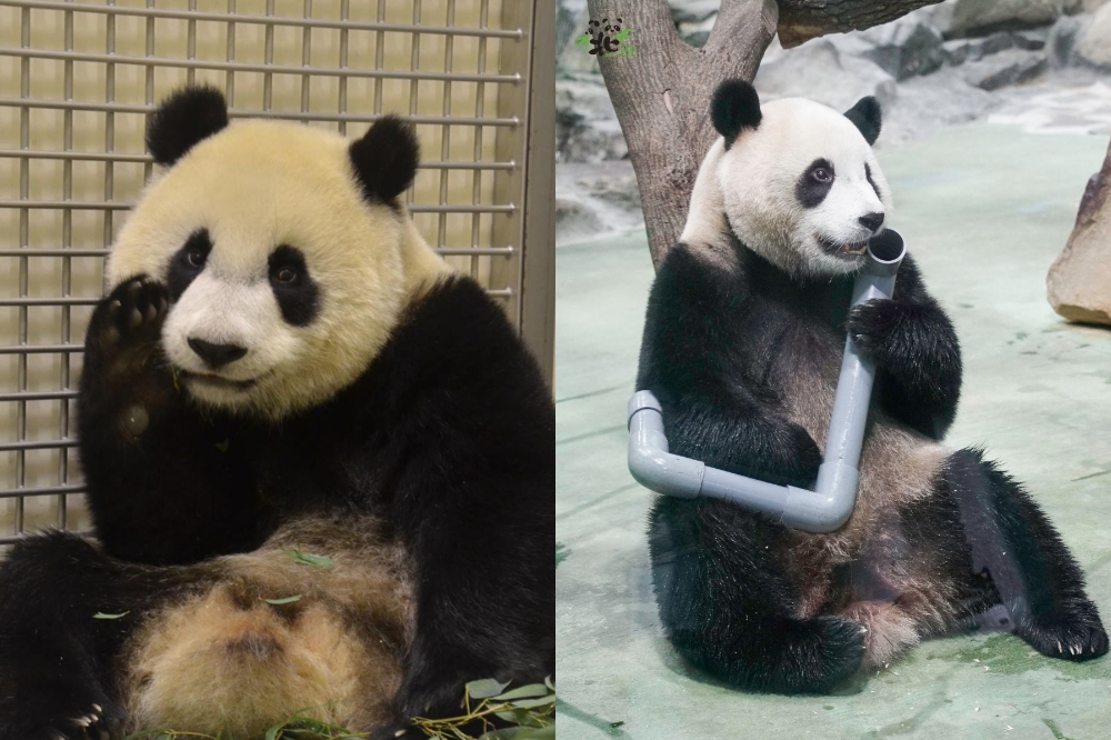 台北市立動物園表示，會極力促成圓仔（左）、圓寶（右）配對計畫。（合成畫面／取自台北市立動物園臉書）