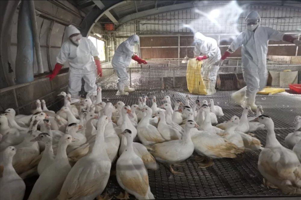 宜蘭傳H5N1禽流感病例。（宜蘭動植物防疫所提供）
