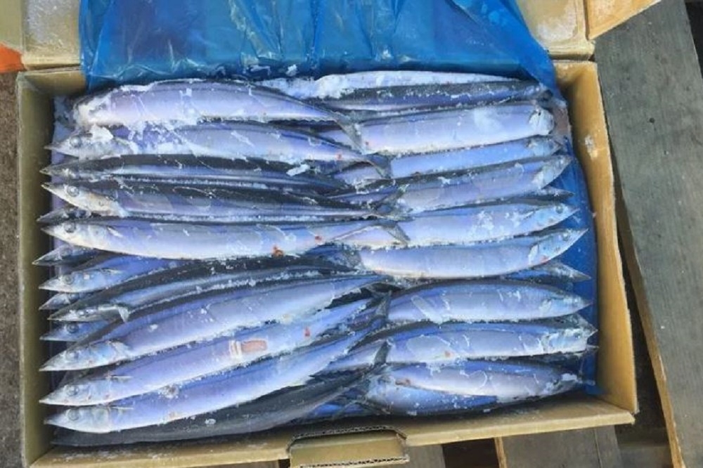 中國再禁台灣秋刀魚和午仔魚，並研擬禁止所有水產品輸入。（農委會漁業署提供）