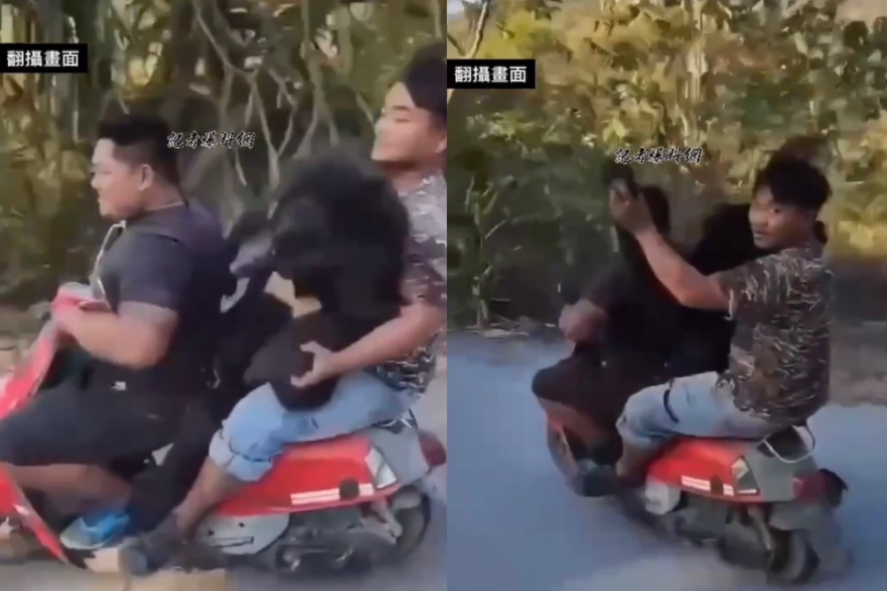 該隻台灣黑熊遭槍殺後的影片近日在記者爆料網曝光，影片中顯示嫌犯與友人共乘一輛機車，後座乘客甚至舉起熊掌嬉戲。（擷取自記者爆料網）