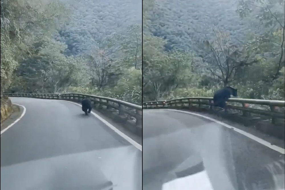 有民眾近日於南橫公路上發現，路上有一頭台灣黑熊正在拔腿狂奔，台灣黑熊協會對此說明，若發現黑熊請立即通報，切勿公開打卡地點。（翻攝自記者爆料網）