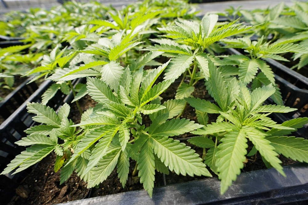 义大利政府为确保国内医疗大麻品质与供应稳定，责成陆军负责种植之外，还註册专利品牌，杜绝伪冒产品。（美联社）(photo:UpMedia)
