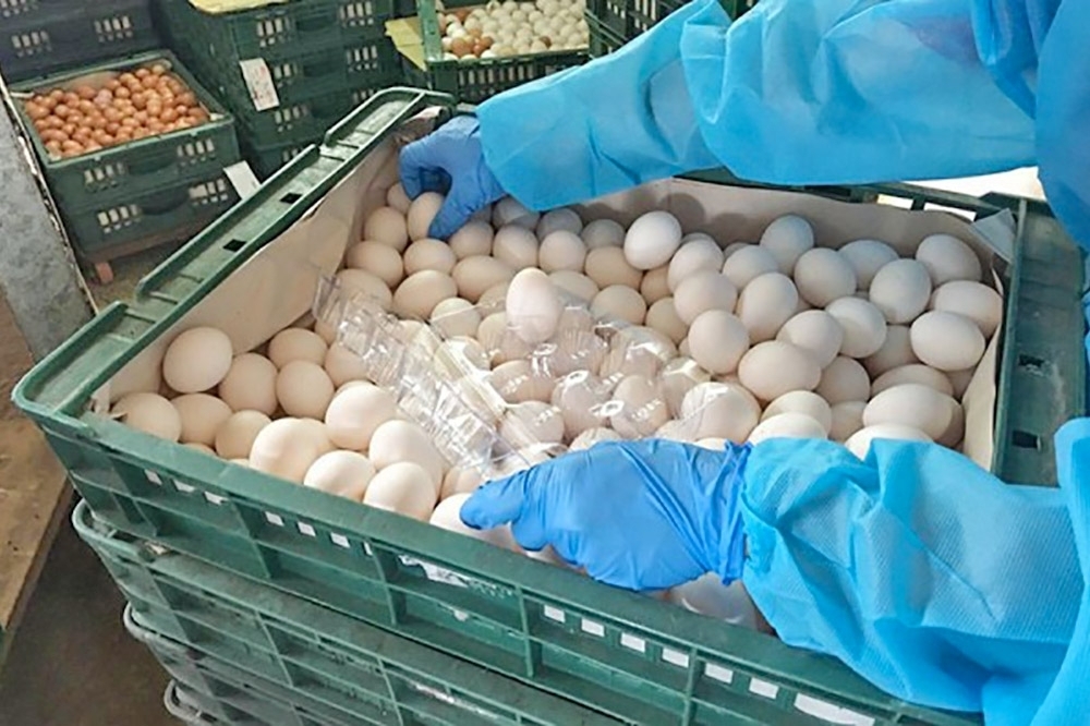 冬天天氣較寒冷、加上禽流感疫情爆發，國內雞蛋產量因此受影響，農委會副主委黃金城今天回應，目前每日大約缺2、30萬顆，將透過調度減低衝擊。（農委會提供）