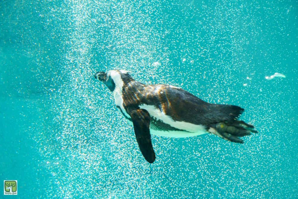 黑腳企鵝游泳速度平均每小時7公里，最高可達每小時20公里。（台北市立動物園提供）