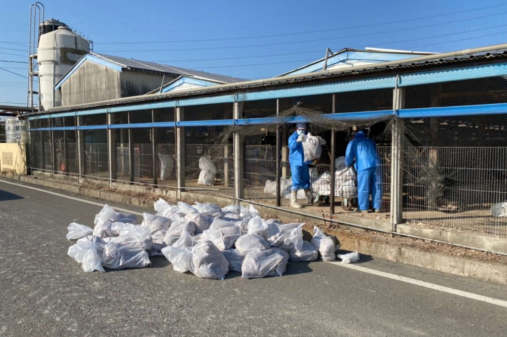 動物防疫所人員在雲林縣褒忠鄉一處養雞場進行染病雞隻的撲殺作業。（雲林縣動植物防疫所提供）