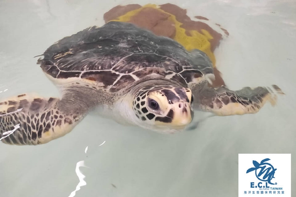 海大海龜研究室從10年前開始進行「海龜救傷計畫」，日前卻宣布今年起不再受理相關項目。（取自海洋生態暨保育研究室臉書）