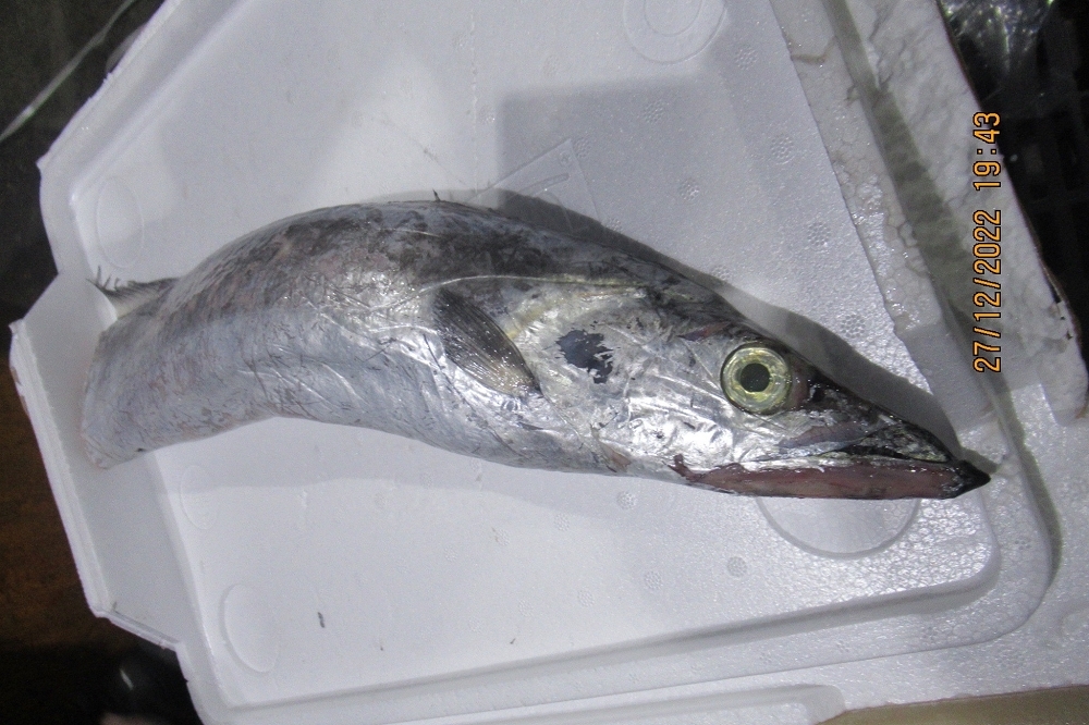 日本出口的「冷凍丁香魚」被檢出重金屬含量不符規定，總計2.24公斤商品都將依規定退運或全數銷毀。（取自食藥署網站）