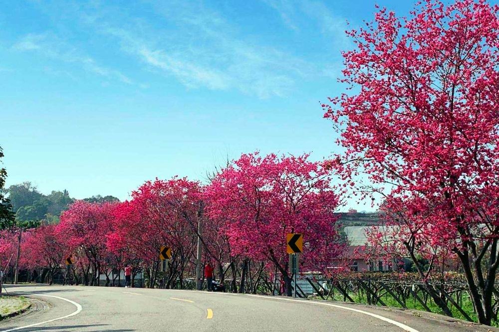 新社區櫻花季健行活動將於2月11日登場。（主辦單位提供）
