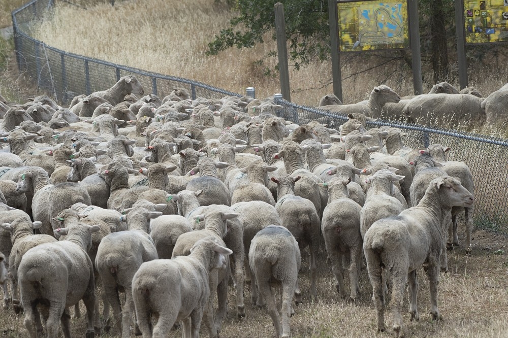 美國加州特拉維斯空軍基地內的綿羊，會吃草以協助基地內除草。（取自DVIDS網站）