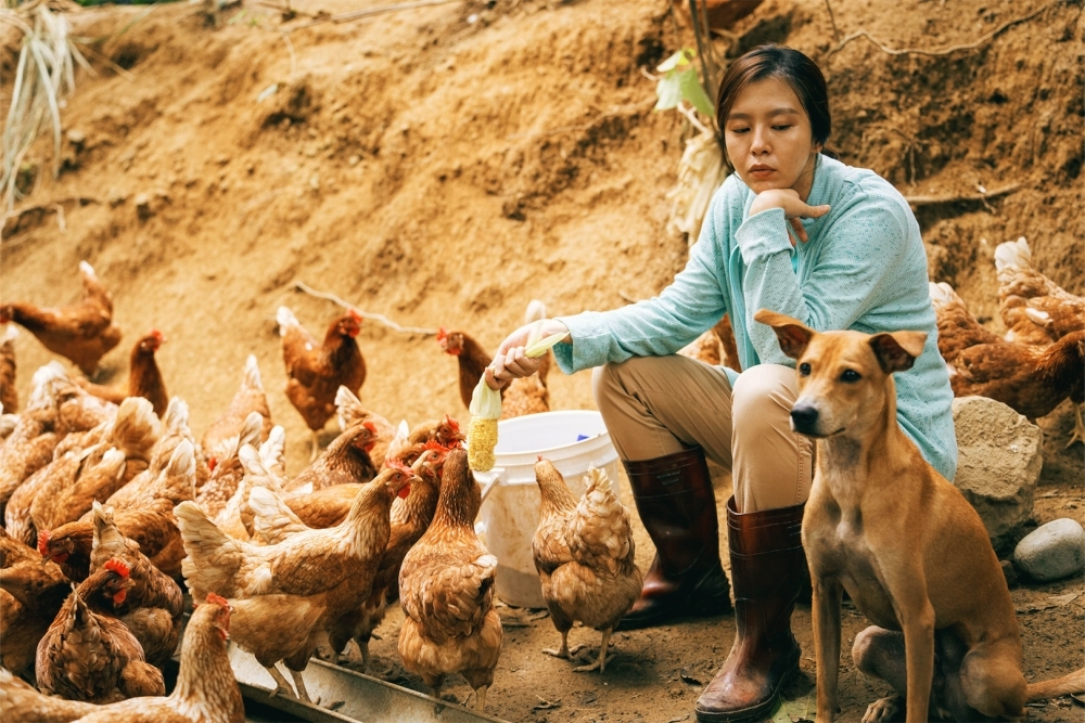 劉品言為了符合電影《莎莉》養雞農婦角色，特地去養雞場受訓。（伯樂影業提供）