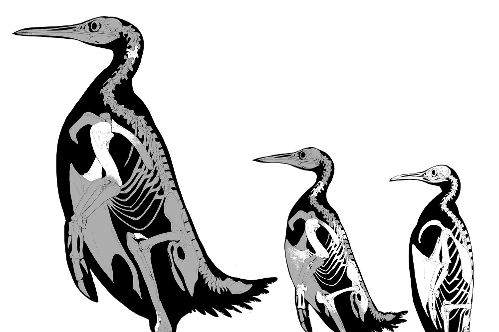 Kumimanu fordycei（最左）、Petradyptes stonehousei（中）以及皇帝企鵝的骨骼圖。（取自劍橋大學網站）
