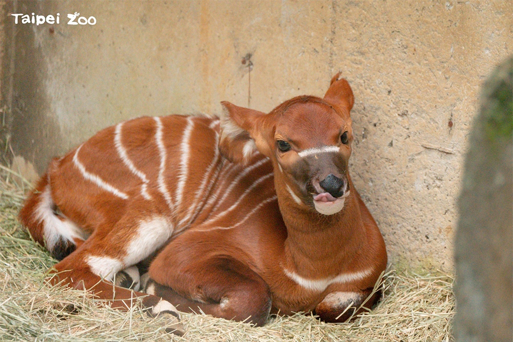 台北市立動物園非洲動物區裡的斑哥羚羊「蘭雅」，時隔四年在農曆春節最後一天誕下雌性寶寶，並取名為「元宵」。（台北市立動物園提供）