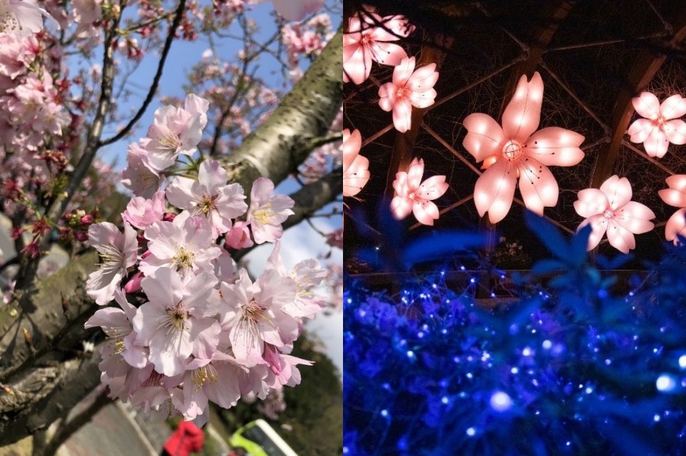 陽明山櫻花、杜鵑、水仙花盛開中。（工務局公園處提供）