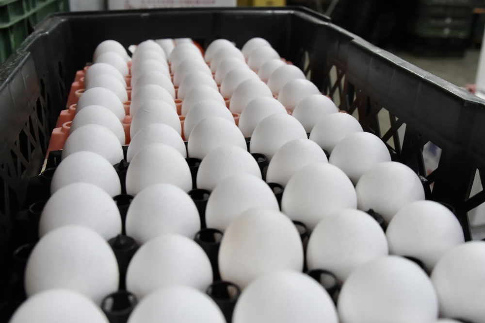 畜牧處23日證實，我國自泰國採購的32萬5000顆雞蛋已於昨天啟運，預計下周會抵台。（資料照片／張哲偉攝）