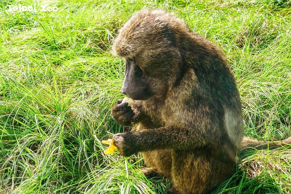 台北市立動物園表示，圍捕狒狒行動上若有需要協助，園方非常樂意支援。示意圖，非逃脫狒狒。（取自Taipei Zoo台北市立動物園臉書）