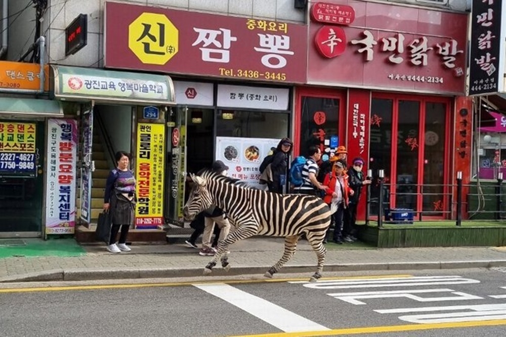 南韓首爾兒童大公園內的斑馬，23日下午在市區街道上。（取自@moonriver_ever推特）