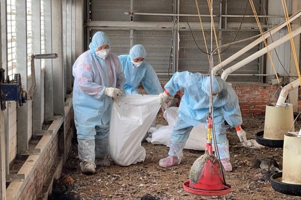 新竹、彰化、台中各有1禽場確診H5N1禽流感　已全數撲殺銷毀