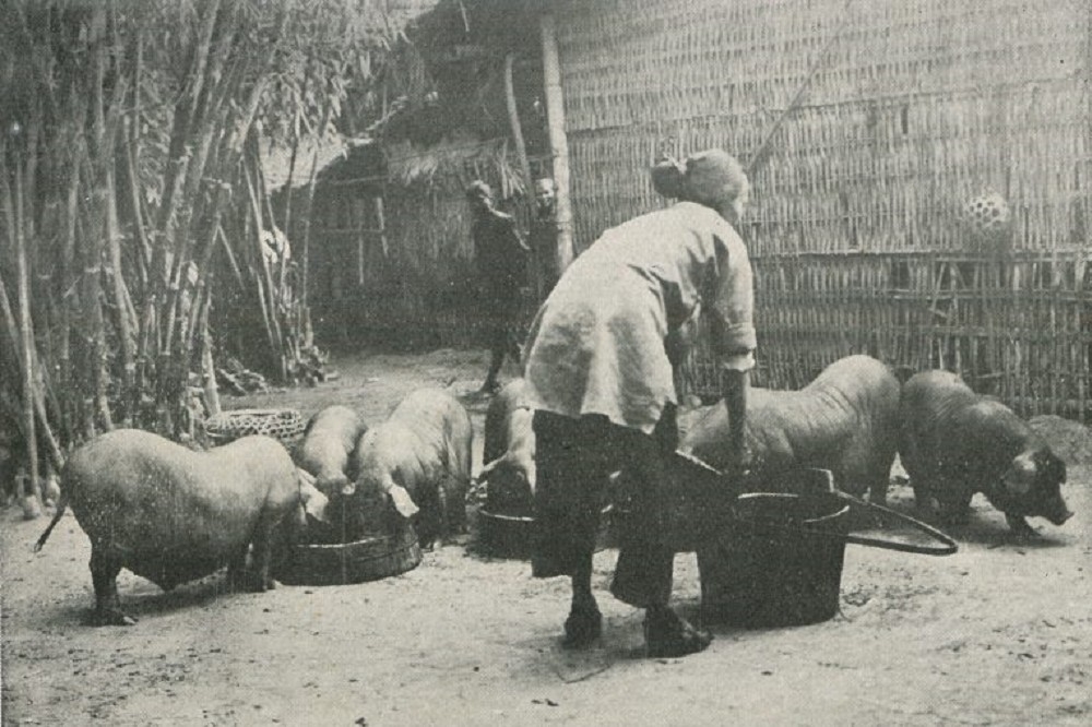 纏足農婦從事養豬工作。（游鑑明提供／圖片取自研之有物）