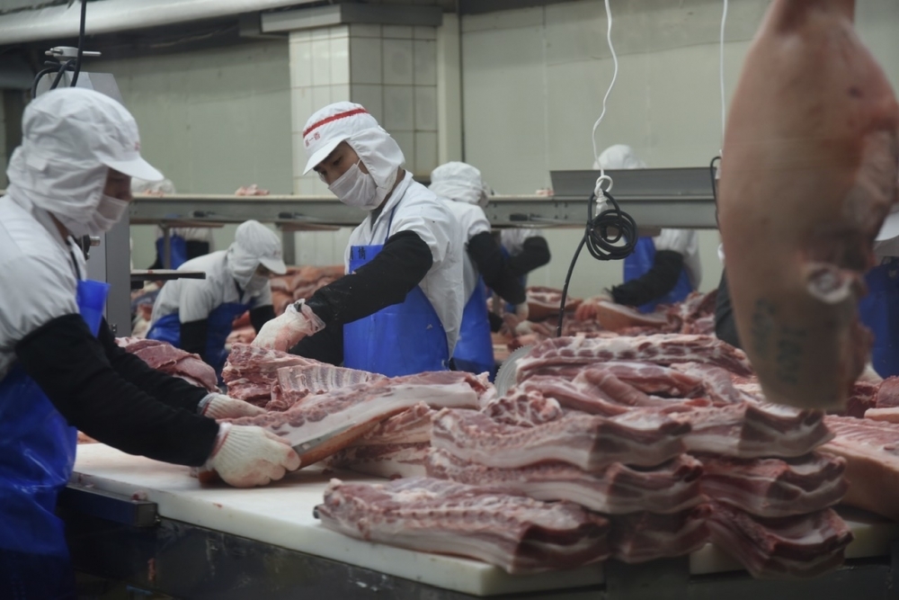 對於近來豬肉價格上漲，農委會做出說明，回應民眾黨團和國民黨團的關切。圖為新北市豬隻屠宰場。（資料照片／蔣銀珊攝）