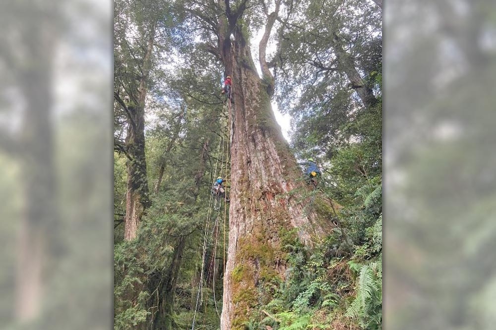 拉拉山巨木。（取自拉拉山國家森林遊樂區臉書）