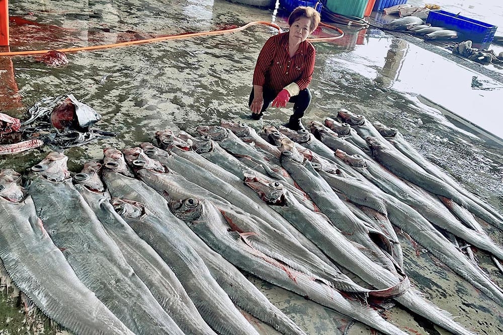 台東漁港近日捕獲將近50尾的「地震魚」，民眾憂心是災難前兆。（取自阿春新鮮魚貨－台東成功漁場臉書）