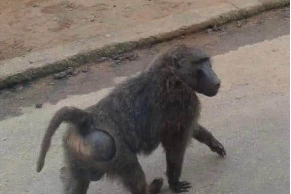 在六福村東非狒狒脫逃事件後，林務局針對《野生動物保育法》提出修正法案，加重處罰至最高15萬元。（資料照片／取自我是中壢人臉書）
