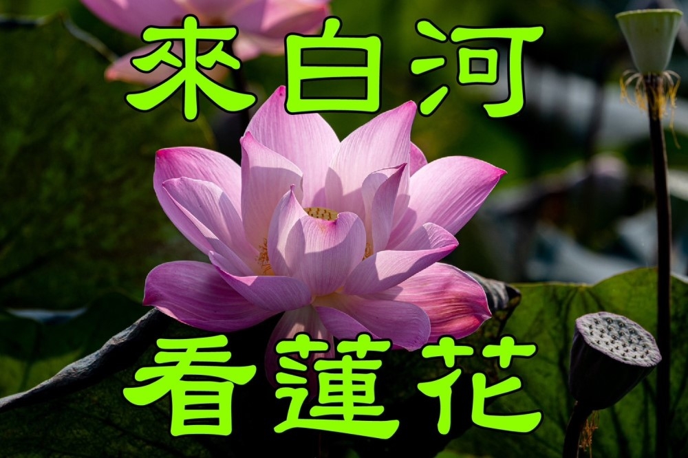 台南市府製作宣傳白河蓮花的早安長輩圖。（取自黃偉哲臉書粉絲專頁）