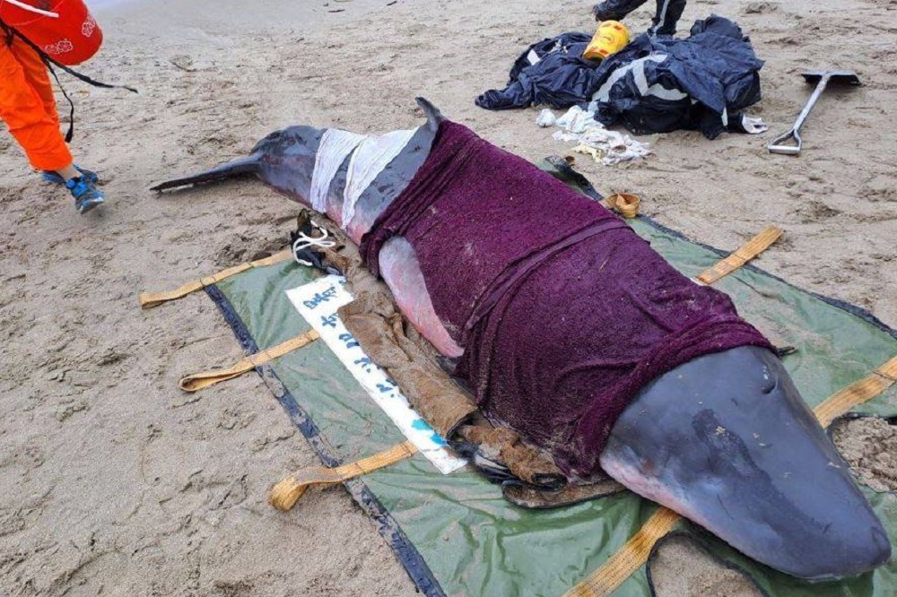 苗栗苑里出水里沙灘擱淺的小抹香鯨，原本被一度急救後野放，之後再新北萬里海灘發現牠之後，仍因急救不治死亡。（取自海洋委員會海洋保育署臉書）